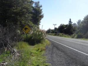 Ein "Kiwi-crossing" Schild auf dem Weg :)